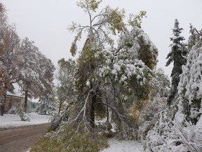 A large tree on Regal Avenue was one of many foliage casualties in the area during the snow storm on Friday, Oct. 11, 2019 in Winnipeg. Josh Aldrich/Winnipeg Sun/Postmedia
