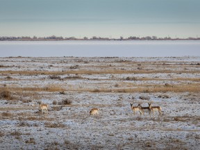 Antelope in the last rays of the sun near Lake Newell south of Brooks, Ab., on Tuesday, January 22, 2019. Mike Drew/Postmedia
