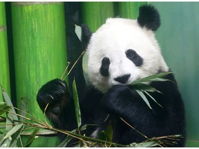 The Calgary Zoo threw a birthday bash for its panda cubs with two specially themed parties held simultaneously to honour each of the cubs.
