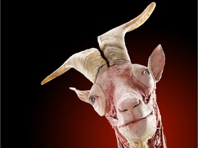 Telus Spark is unveiling a new fall exhibition, called Body Worlds: Animal Inside Out, on Oct. 25 that allows visitors to get under nature's skin and see the inner workings of animals.