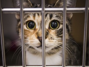 Calgary is cutting its pet adoption prices in half this weekend on cats and dogs because of an influx of animals needing homes.