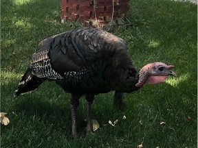 'Turk,' a wild turkey running loose in Calgary's southeast community of Ramsay since March, has residents worried he might not make it through the Thanksgiving weekend.