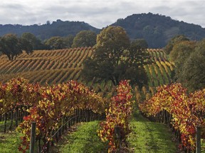 Sonoma County vineyards in the fall.  Courtesy Sonoma County Tourism