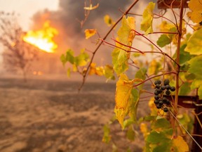 Partially charred grapes hang at a vineyard as a building burns during the Kincade fire near Geyserville, California on October 24, 2019. A fast-moving wildfire roared through California wine country, as authorities warned of the imminent danger of more fires across much of the Golden State. The Kincade fire in Sonoma County kicked up Wednesday night, quickly growing from a blaze of a few hundred acres into an uncontained 10,000-acre (4,000-hectare) inferno, California fire and law enforcement officials said. (Photo by Josh Edelson / AFP)