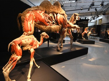 Designer and curator Dr. Angelina Whalley with some of the exhibits being displayed for the BODY WORLDS: ANIMAL INSIDE OUT at the TELUS Spark Science Centre in Calgary on Wednesday, October 23, 2019. Darren Makowichuk/Postmedia