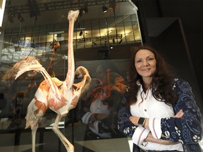 Designer and curator Dr. Angelina Whalley with some of the exhibits being displayed for the BODY WORLDS: ANIMAL INSIDE OUT at the TELUS Spark Science Centre in Calgary on Wednesday, October 23, 2019. Darren Makowichuk/Postmedia