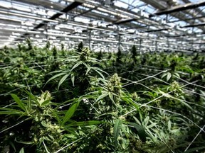 Cannabis producer CannTrust Holdings Inc said on Monday it would destroy about $12 million worth of plants and about $65 million worth of inventory.