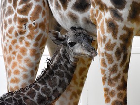 Emara, an 8-year-old giraffe at the Calgary Zoo, gave birth to a male calf on Sept. 29, 2019, after three failed pregnancies.