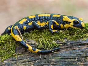 a black yellow spotted fire salamander