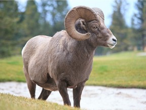 A stoic ram from the Radium herd. Note the damage on the horns. Photo by Andrew Penner.