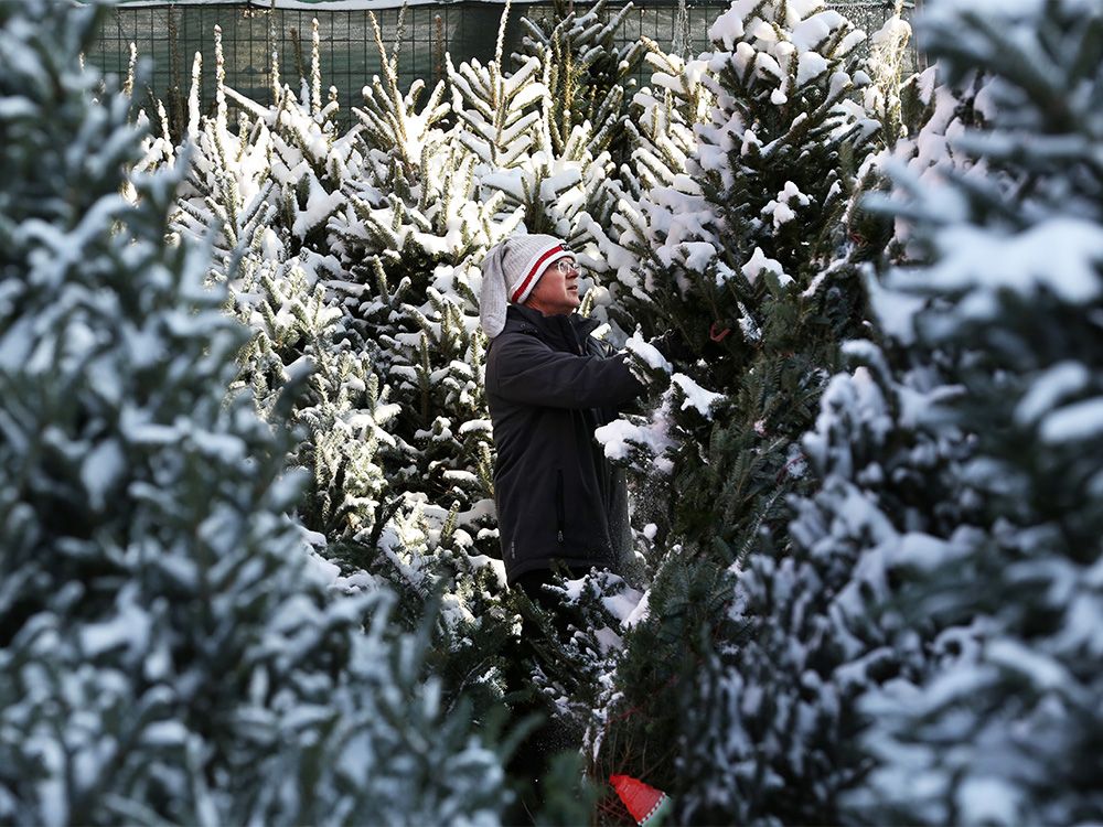 Christmas tree shortage looms as holiday season approaches Calgary Herald