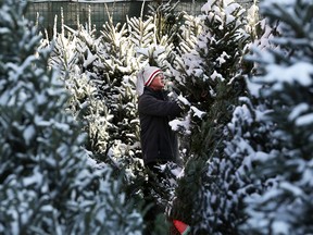 Keith Young moves Christmas trees at the Plantation Garden Centre on 4th Street N.W. in Calgary on Thursday, November 28, 2019. There are indications that there will be a shortage of Christmas trees this year. Gavin Young/Postmedia