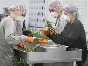 Cannabis production at Canopy Growth Corp. in Smith's Falls, Ont.