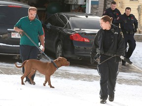 A bullmastiff dog, named Max, is led by owner Parvez Pasha to a City of Calgary bylaw services truck in northwest Calgary on Thursday, Nov. 7, 2019.