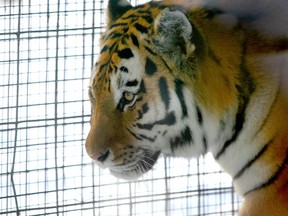 Katja, a Siberian Tiger is pictured in the enclosure at the Calgary Zoo in Calgary, AB January 12, 2011. **NOTE: SHOT THROUGH GLASS** JIM WELLS/ CALGARY SUN