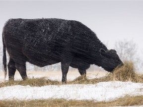 A cow digs through a spread of hay in the falling snow near Madden, Ab., on Tuesday, November 5, 2019. Mike Drew/Postmedia
