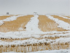 While Alberta farmers would normally be harvesting their canola crops now, untold acres of the crop remain in the fields buried under a layer of snow.