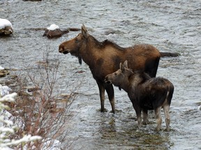 An image of a female and juvenile moose crossing a river in Jasper National Park - Winter Wildlife viewing