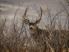 Magnificent mule deer antlers in the Chimney Hills near Standard, Ab., on Tuesday, November 26, 2019. Mike Drew/Postmedia