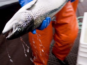 An Atlantic salmon is seen during a Department of Fisheries and Oceans fish health audit at the Okisollo fish farm near Campbell River, B.C. Wednesday, Oct. 31, 2018.