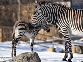 A new Zebra foal was born to mom Leba at the Calgary Zoo on Sunday, Dec. 1, 2019.