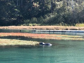 Mendocino's Big River Estuary is home to harbour seals, otters and great blue heron. Courtesy Curt Woodhall