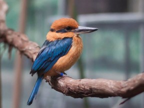 The Guam kingfisher is considered extinct in the wild, but a program by the Calgary Zoo hopes to change that.