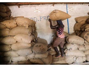 A worker gathers cocoa bags in Issia, in southwestern Ivory Coast, December 4, 2019. Picture taken December 4, 2019. REUTERS/Thierry Gouegnon ORG XMIT: HFSGGGTG02