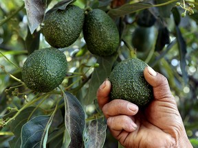 A farmer works at an avocado grove in Puebla, Mexico on April 5, 2019.