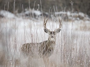 A mule deer buck stares through frosty willows along the Bow River downstream from Calgary, Ab., on Tuesday, December 24, 2019. Mike Drew/Postmedia