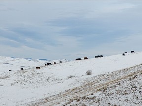 Cattle and chinook clouds in the Porcupine Hills west of Nanton, Ab., on Tuesday, December 10, 2019. Mike Drew/Postmedia