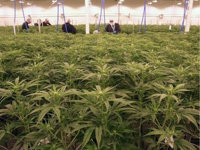 Cannabis plants are shown at the Sundial Growers facility in Olds on Oct. 10, 2018.