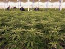 Cannabis plants are displayed at the Sundial Growers facility in Olds on October 10, 2018. 