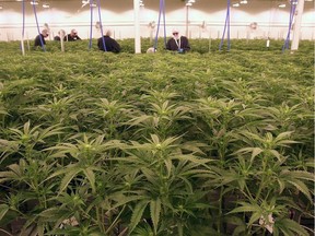 Cannabis plants are displayed at the Sundial Growers facility in Olds on October 10, 2018.