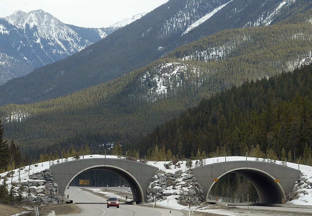 Construction of wildlife overpass near Exshaw to begin in Spring