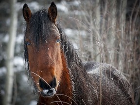 A wild horse stallion looks on while grazing crown land near Sundre, Alta., Wednesday, Dec. 11, 2019.THE CANADIAN PRESS/Jeff McIntosh