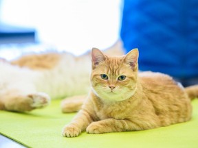 Ginger relaxes on the examination table at a lab in the University of Calgary Faculty of Veterinary Medicine.