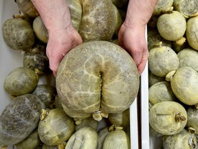 Brian Barclay manager at Crombies butchers finishes preparing haggis ahead of Burns night on January 22, 2016 in Edinburgh, Scotland.