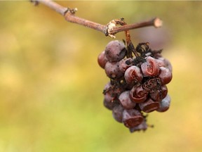Pinot gris grapes destined for ice wine production wait for lower temperatures on January 10, 2012 in a vineyard near Dromersheim, western Germany. AFP files