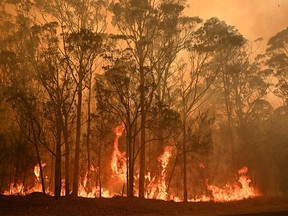 A bushfire burns in the town of Moruya, south of Batemans Bay, in New South Wales on Jan. 4, 2020.