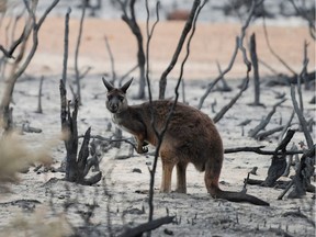 Alberta's war room doesn't stand a chance against imagery of devastation in Australia, says columnist Chris Nelson.
A wallaby is seen on in burnt bushland on Kangaroo Island, Australia Jan. 19, 2020.