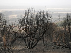 Burnt bushland on Kangaroo Island, Australia January 20, 2020. Picture taken January 20, 2020.   REUTERS/Tracey Nearmy ORG XMIT: GGGTN15218