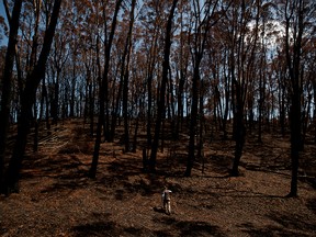 John Creighton, the founder of Wombat Care Bundanoon, looks for traces of wombats in a burned-out forest after wildfires outside the town of Bundanoon in New South Wales, Australia, January 22, 2020. REUTERS/Thomas Peter ORG XMIT: HFSPEK10