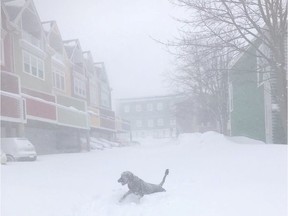 A dog is seen in a blizzard in St John's, Newfoundland and Labrador, Canada January 17, 2020 in this image obtained from social media.