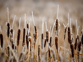 Cattails east of Irricana on Tuesday, January 7, 2020.