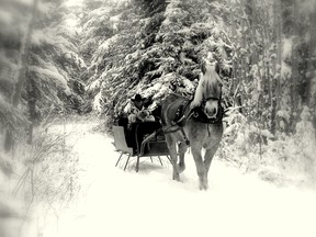 An image of a horse pulling a sleigh at Heritage Ranch in Red Deer, Alberta.