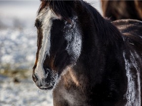 Winter hair catches frozen breath on a horse east of Cremona, Ab., on Tuesday, January 14, 2020.