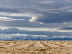 Windrows of canola lie perpendicular to bands of chinook clouds east of Pekisko, Ab., on Tuesday, January 21, 2020. Mike Drew/Postmedia