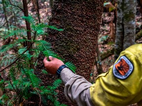 A firefighter checks a Wollemi Pine branch in the Blue Mountains of Australia.