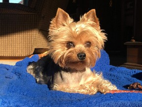 Marc David's Yorkie, Woody, was attacked by a coyote on Jan. 8, 2020, in the northwest community of Edgemont near Nose Hill Park.
